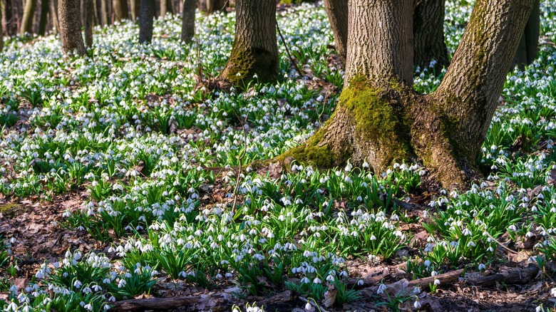 Field of snowdrops under trees