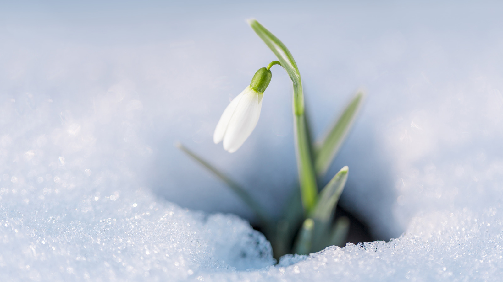 Why Are Snowdrops The First Flowers To Bloom In Spring?