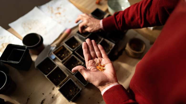 planting pepper seeds