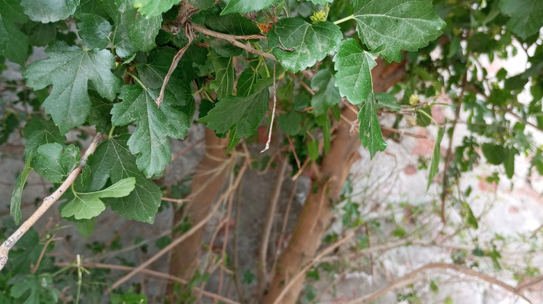 White mulberry tree growing in foundation.