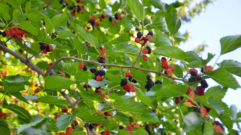 Mulberry tree with berries.