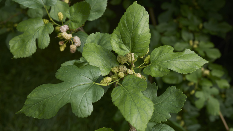 White mulberry tree branch.