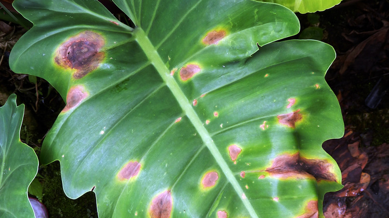 Leaf spot disease on plant