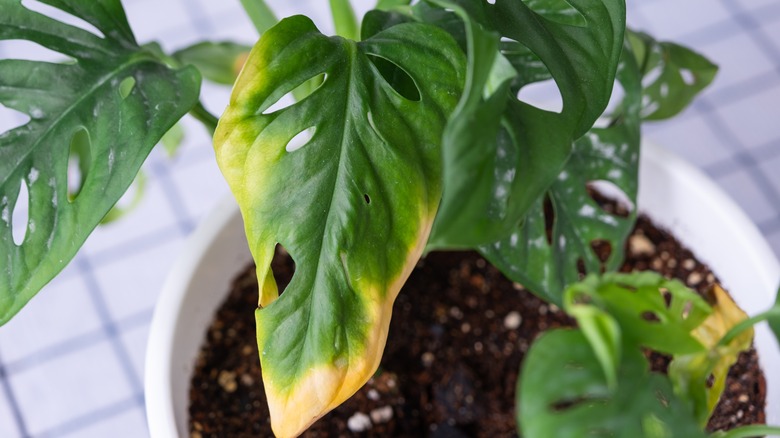 Monkey mask plant with yellowing leaf