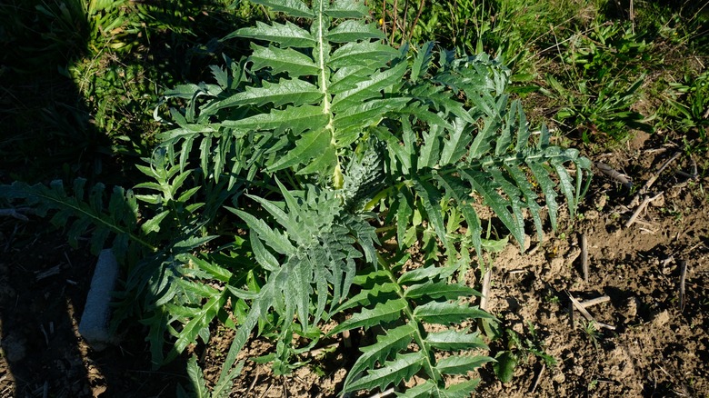 A cardoon plant's spiny leaves 