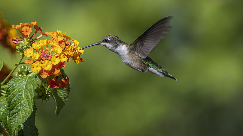 Hummingbird at flower