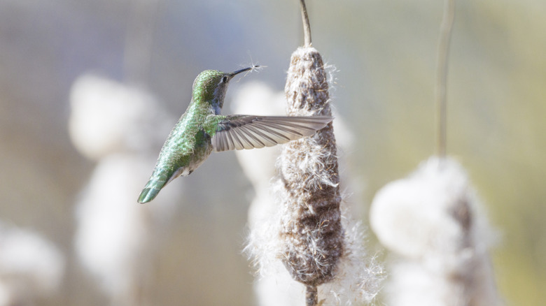 Hummingbird gathering nesting material