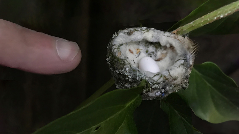 Hummingbird nest next to finger