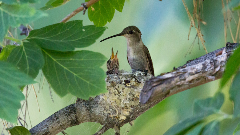 Baby hummingbird in nest