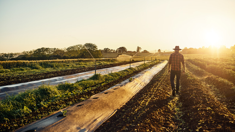 Farmer walks in his garden