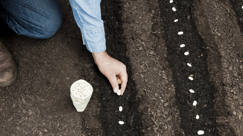 person plants seeds