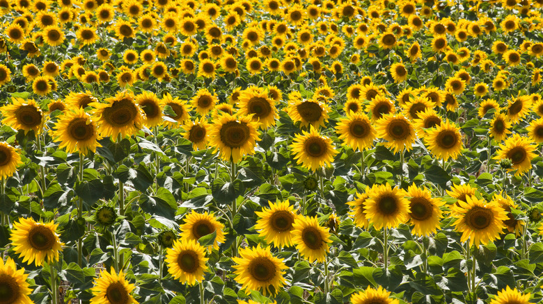 Large field of sunflowers