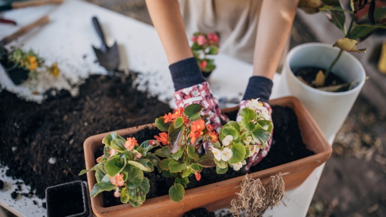 Planting in rectangular containers 