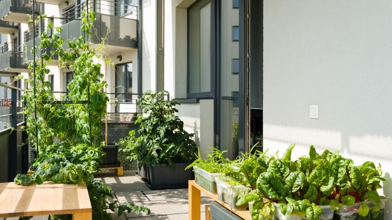 Beautiful container garden on balcony 