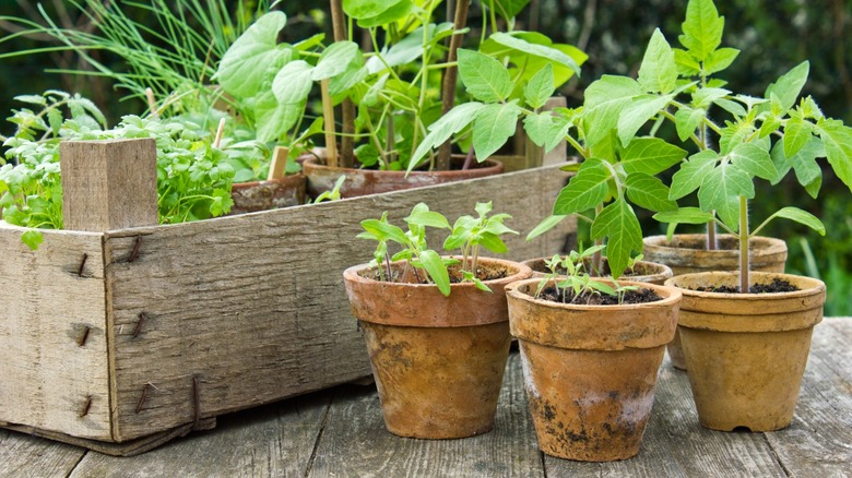 Plants in pots and containers 