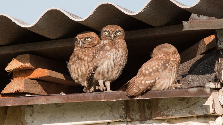 owls on garage roof