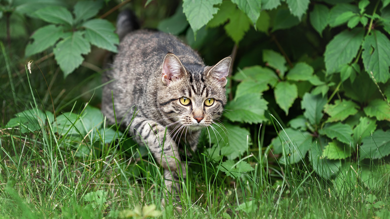 Cat prowling in garden