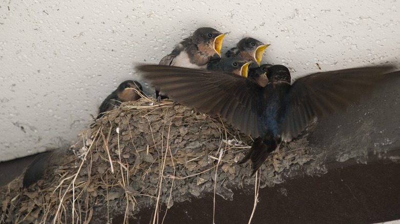 bird feeding chicks in nest