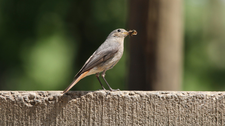 bird eating a bug