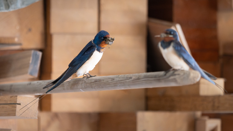 birds in wood beams