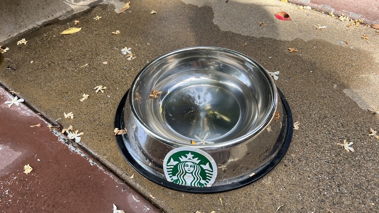 pet water bowl outside