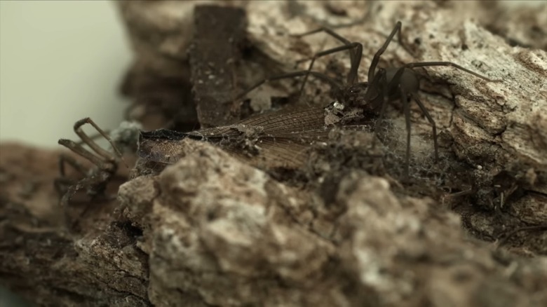 Brown recluse spiders in cave