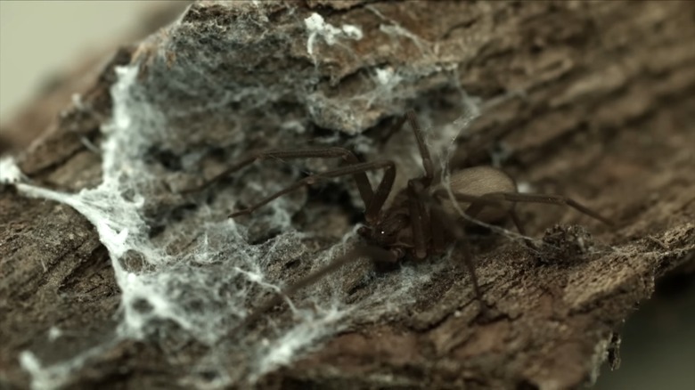 How To Identify A Brown Recluse Spider Web