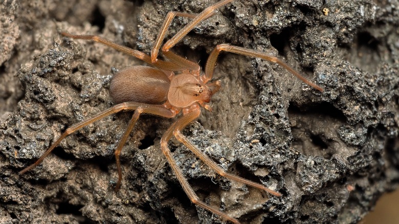 Brown recluse spider