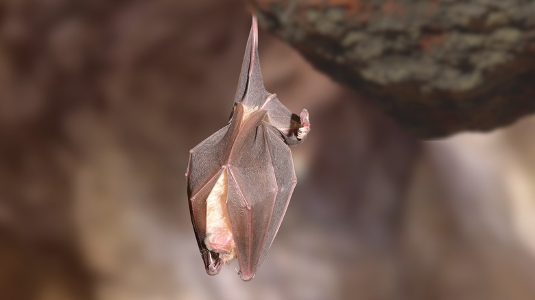 bat hanging from tree