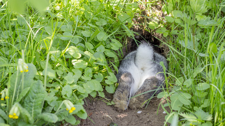 Bunny going into burrow