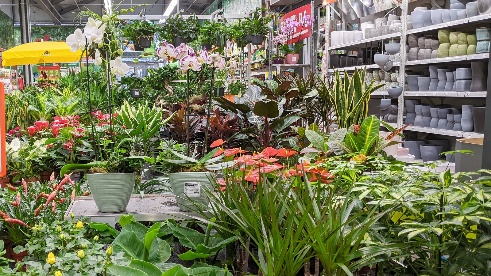 Why Buying Plants At Home Depot Is A Worthy Investment