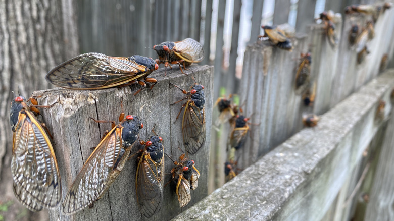 many cicadas on a fence