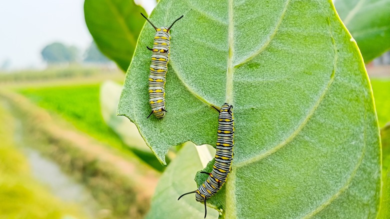 caterpillars eating green leaf