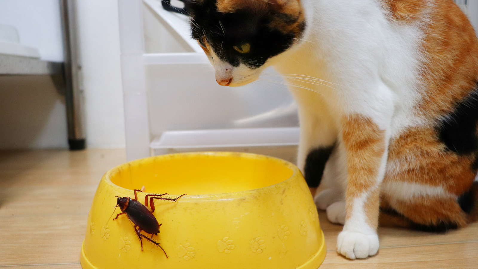 Why Cockroaches Are More Likely To Invade Your Home If You Have Pets