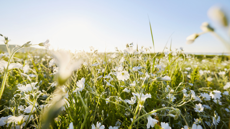 A field of small, white flowers blooms in the sun.