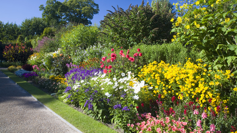 A garden filled with different colored flowers