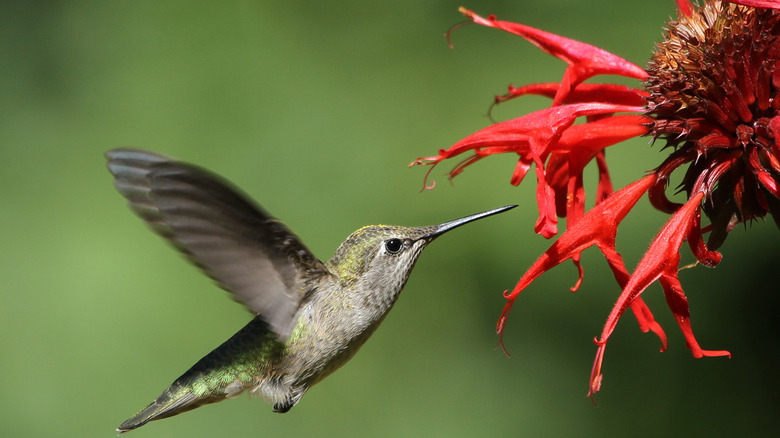 A hummingbird feeds on nectar from a red flower.