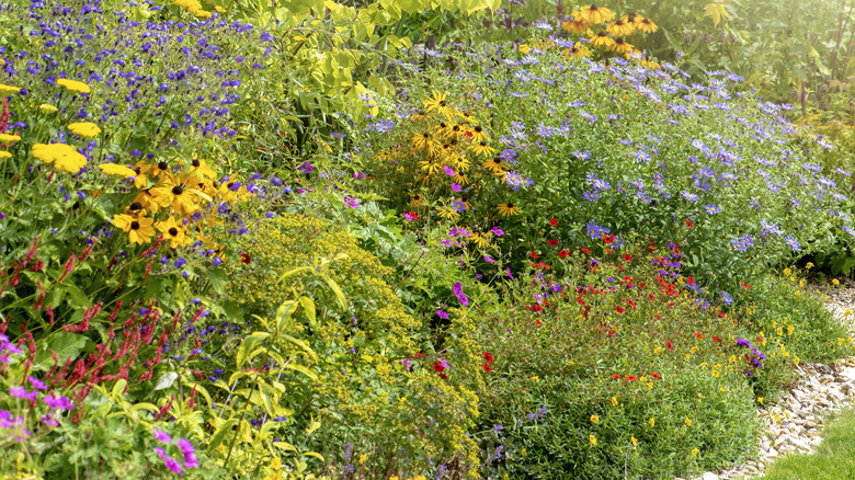 coneflowers in garden