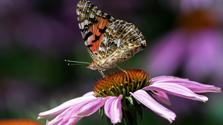 Butterfly perched on coneflower