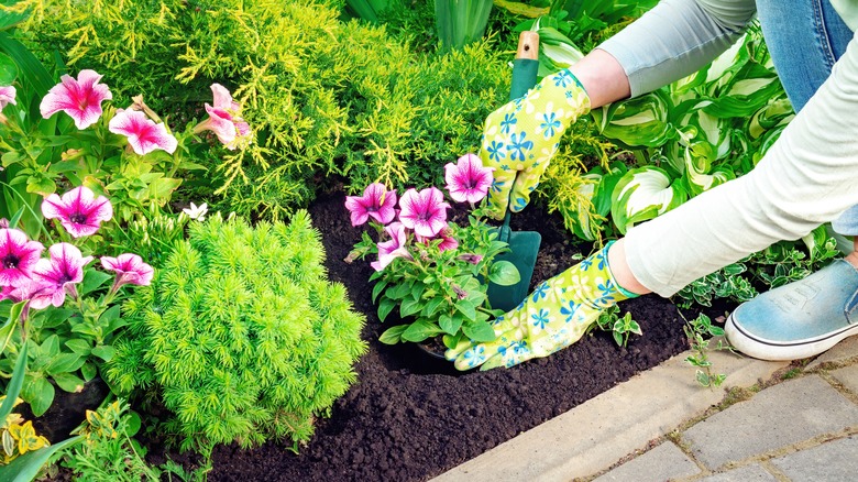 person planting petunias in garden