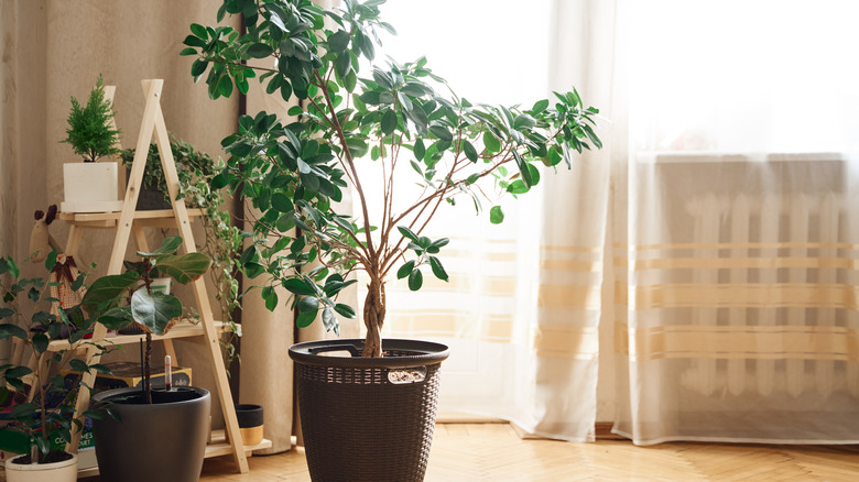 artificial plants in house