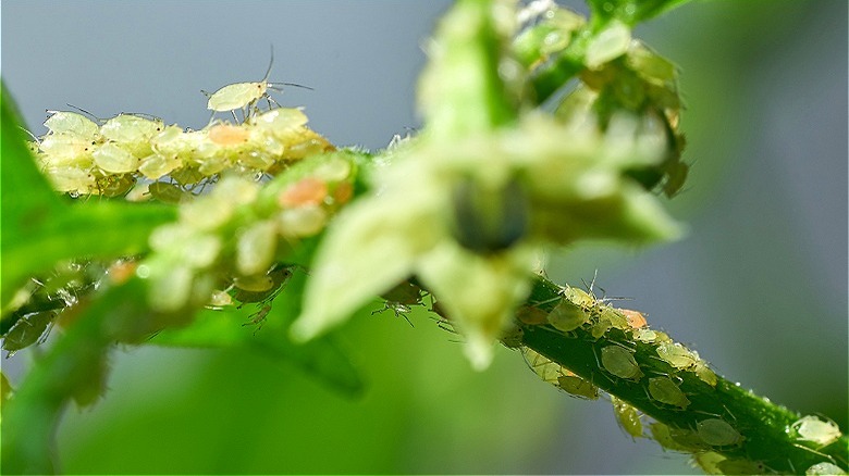 Aphids and spider mites