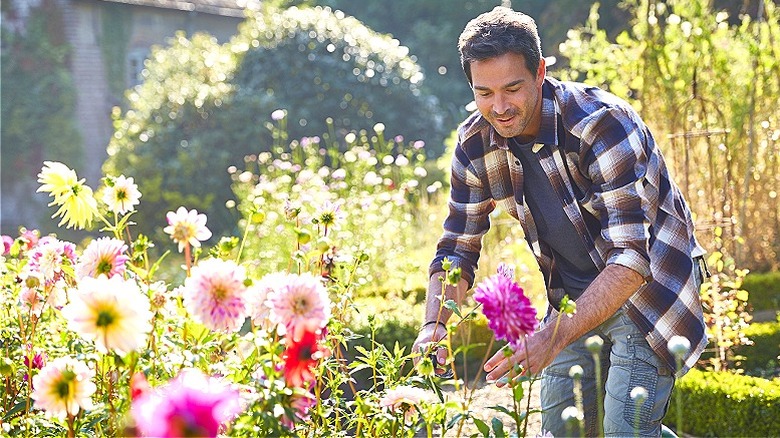 Person tending to dahlia flowers