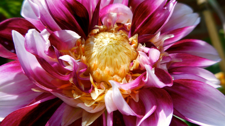 curled petals of infected dahlia