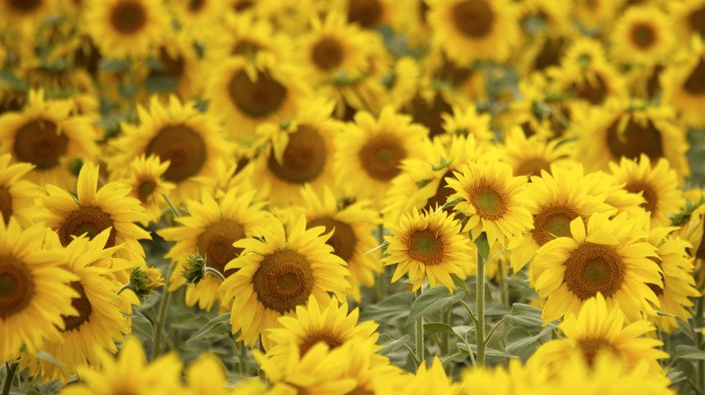 sunflower field