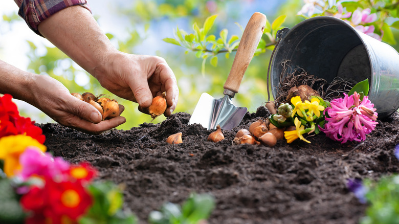 gardener planting flower bulbs