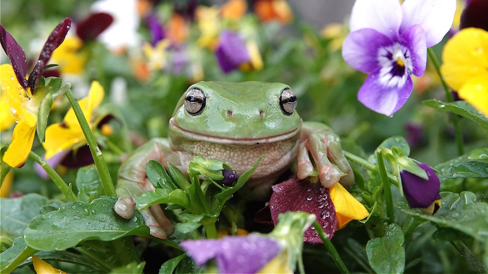 using flower frogs - which are not actually frogs - MY FRENCH