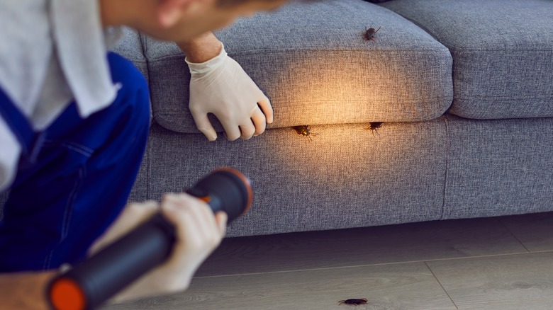 man inspecting cockroaches on a gray couch with a flashlight