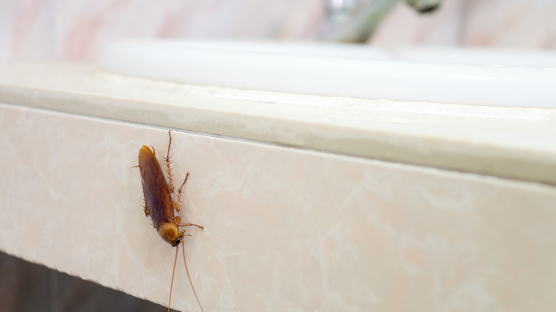 Cockroach in bathroom near white sink