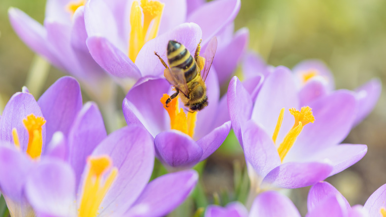 Bee pollinating crocus flowers